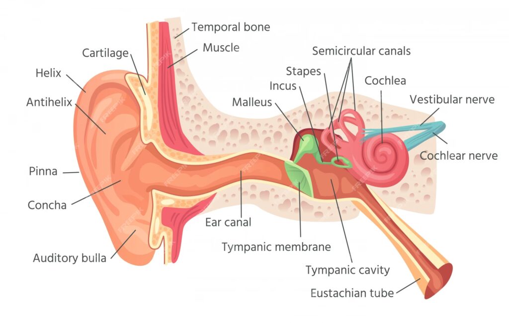 anatomia del oido y sus aprtes, en otoplastia